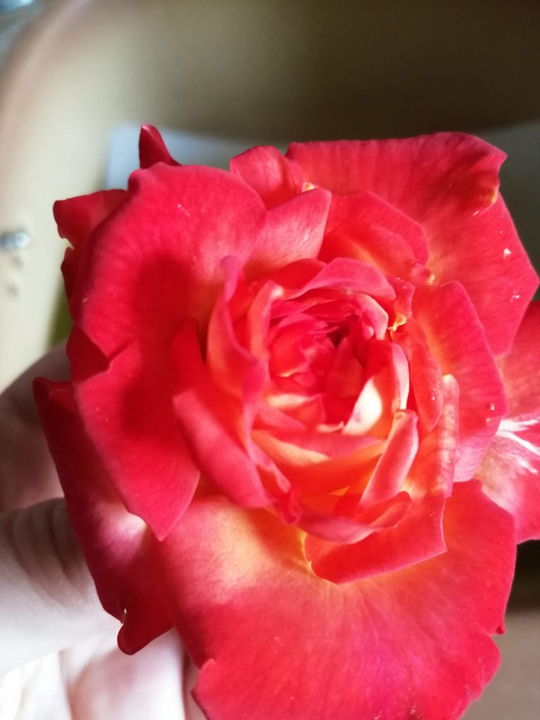 Recettes à base de fleurs de roses