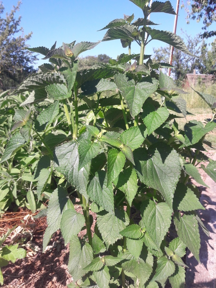 Bourse aux plantes 25 juin