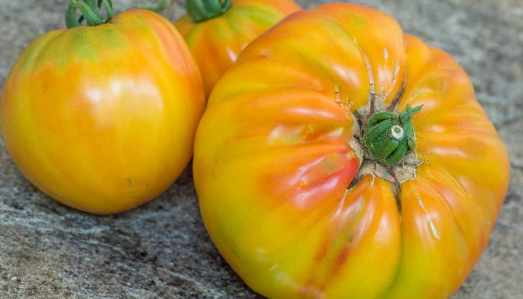 Bourse aux plantes : Tomate HillBilly