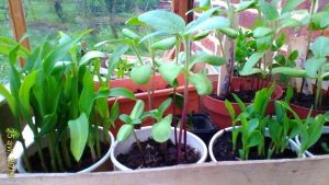 Bourse aux plantes- Petites annonces de jardinier/e @ jardin de la Tour 