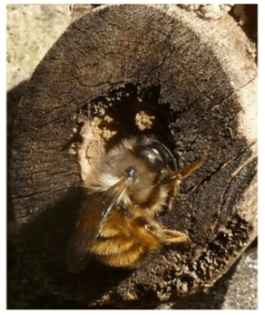 Les abeilles solitaires : Osmia comuta