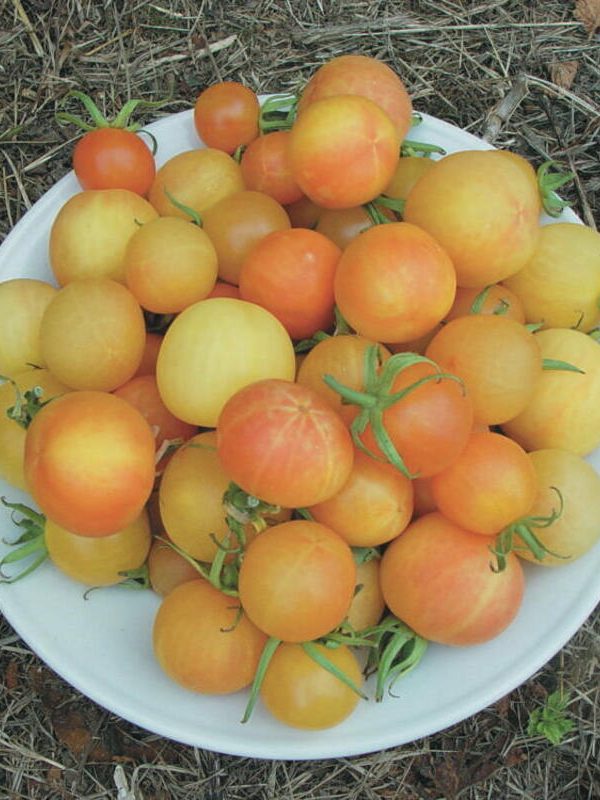 Bourse aux plantes : Tomates cerises