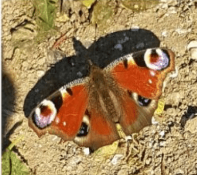 les papillons : Le Paon-du-jour